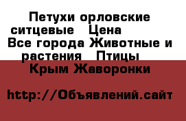 Петухи орловские ситцевые › Цена ­ 1 000 - Все города Животные и растения » Птицы   . Крым,Жаворонки